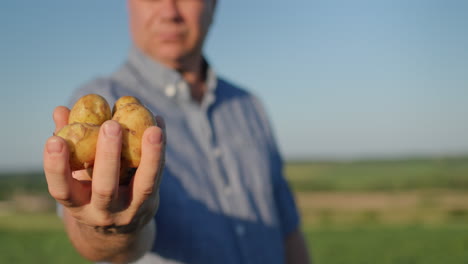 The-farmer-holds-in-his-hand-several-young-potatoes,-stands-in-a-field-where-the-potatoes-have-just-been-dug