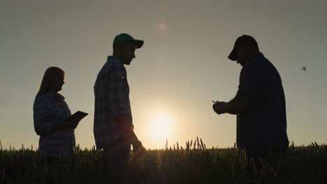 A-group-of-farmers-work-in-the-field,-communicate-and-discuss.-Standing-against-the-backdrop-of-a-field-of-wheat-where-the-sun-sets