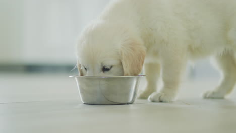 Little-golden-retriever-puppy-eating-from-a-bowl