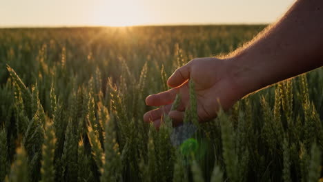 The-hand-of-an-elderly-farmer-touches-the-spikelets-of-wheat