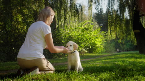 A-cute-golden-retriever-puppy-runs-to-its-owner.-A-fun-walk-in-the-park-with-your-favorite-pet.-Slow-motion-4k-video