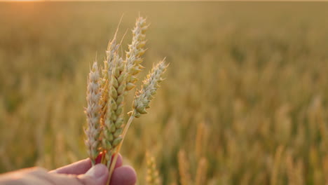 The-farmer's-hand-raises-several-ears-of-wheat-in-the-field-towards-the-sun.-First-person-view
