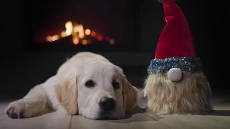 A-golden-retriever-puppy-lies-near-a-gnome-in-a-New-Year's-hat,-with-a-fireplace-burning-in-the-background.-Christmas-Eve
