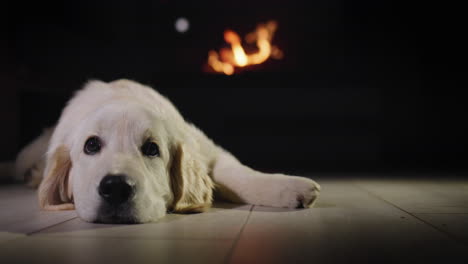 Golden-retriever-dozing-on-the-floor-in-front-of-a-burning-fireplace