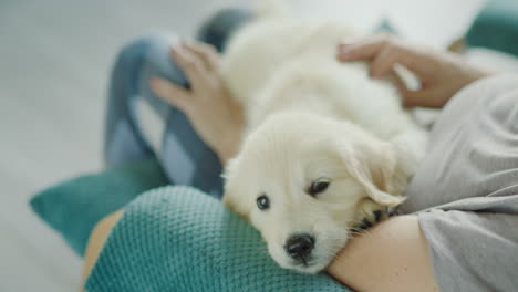 Cute-golden-retriever-puppy-sitting-in-the-arms-of-an-elderly-woman