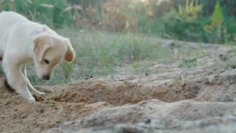 Ein-Lustiger-Hund-Gräbt-Ein-Loch-In-Den-Sand---Ein-Lustiger-Waldspaziergang-Mit-Einem-Haustier