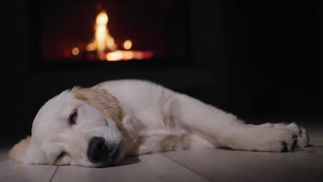 A-cute-dog-sleeps-against-the-backdrop-of-a-burning-fireplace.-Christmas-Eve-and-a-cozy-warm-home