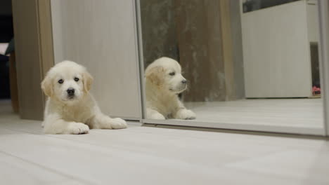 Funny-puppy-barks-at-his-reflection-in-the-mirror.-Seeing-his-reflection-for-the-first-time