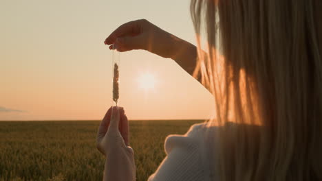 The-researcher-holds-a-flask-with-an-ear-of-wheat-in-front-of-the-sun