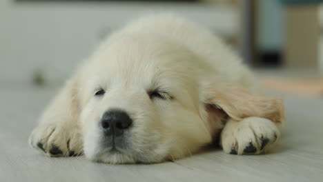 Cachorro-Rubio-Durmiendo-Una-Siesta-En-El-Suelo-En-Casa