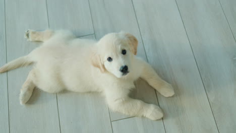 Funny-golden-retriever-puppy.-View-from-above