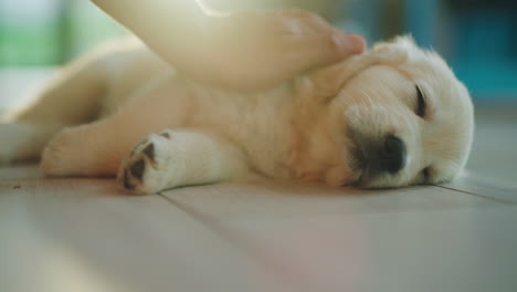 The-pet-owner's-hand-strokes-a-golden-retriever-puppy.-Dog-napping-on-the-floor-at-home