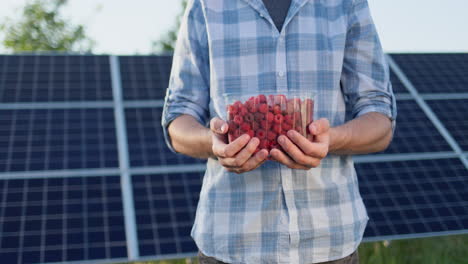 A-farmer-holds-a-plastic-container-with-fresh-raspberries.-The-panels-of-the-solar-power-plant-can-be-seen-in-the-background