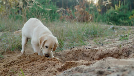 Un-Cachorro-Prospector-Cava-Un-Hoyo-En-La-Arena,-Un-Divertido-Paseo-Con-Un-Perro-En-Un-Bosque-De-Pinos