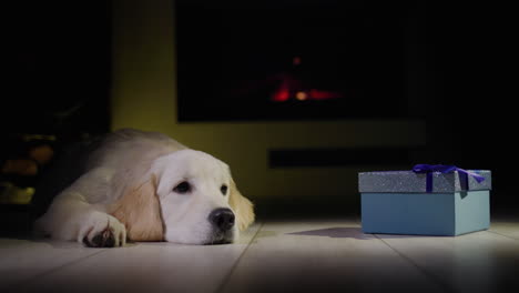 A-golden-retriever-puppy-lies-near-a-Christmas-present-in-front-of-a-burning-fireplace.