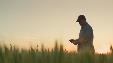 A-middle-aged-agronomist-examines-spikelets-of-wheat-in-the-field.