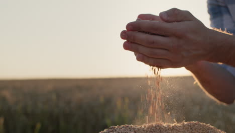 Farmer-holds-a-handful-of-wheat-in-the-background-of-a-field.-4k-slow-motion-video