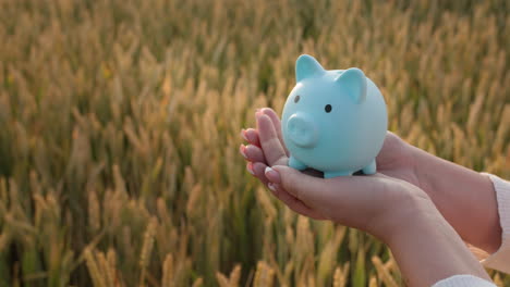The-farmer-holds-a-piggy-bank-in-his-hands-against-the-background-of-a-field-of-wheat