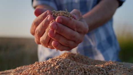 Farmer's-hands-with-grain-in-the-sun.-Organic-farming-concept