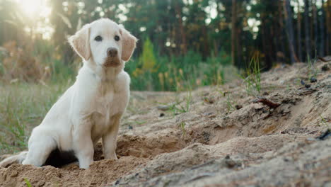 Portrait-of-a-golden-retriever-puppy-with-a-dirty-muzzle.-The-cheerful-puppy-was-digging-and-was-a-little-tired-during-the-walk