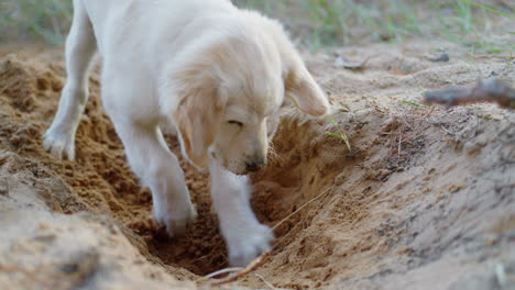 Portrait-of-an-energetic-puppy-digging-a-hole-in-the-sand.-A-fun-walk-with-an-active-dog