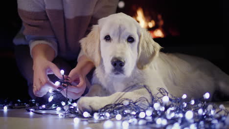 El-Perro-Y-Su-Dueño-Se-Están-Preparando-Para-El-Año-Nuevo-Y-La-Navidad.-Preparativos-Para-Las-Vacaciones