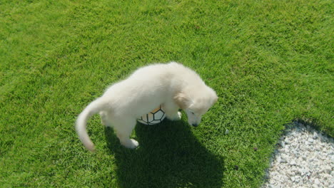 The-owner-plays-football-with-his-beloved-dog.-Having-fun-on-the-lawn-in-the-backyard-of-the-house