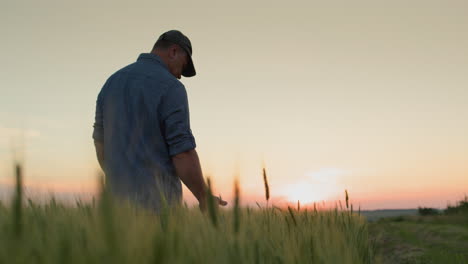 Back-view:-Alone-Farmer-in-a-field-of-wheat,-touches-the-ears-with-his-hand.