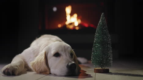 Der-Hund-Liegt-Neben-Einem-Kleinen-Weihnachtsbaum,-Im-Hintergrund-Brennt-Ein-Feuer-Im-Kamin.-Heiligabend