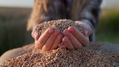 Child-hands-with-grain-in-the-sun.-Organic-farming-concept