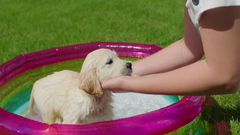 Woman-bathing-a-golden-retriever-puppy-in-a-small-outdoor-pool