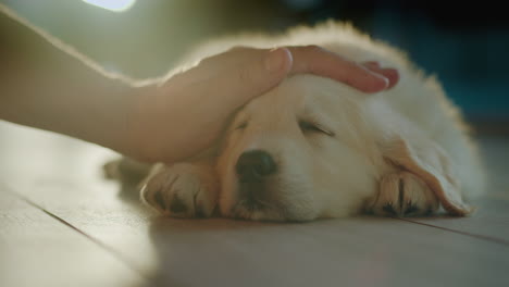 The-owner-gently-strokes-his-beloved-pet---golden-retriever-puppy