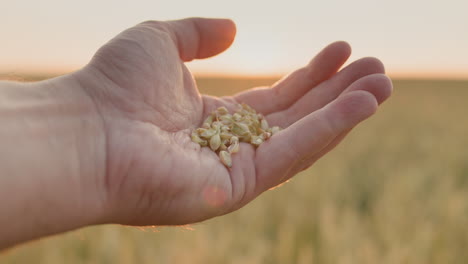 A-farmer's-hand-with-grain-rises-from-a-field-of-wheat-to-the-sun