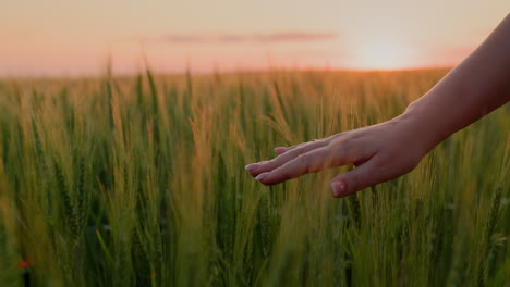 Farmer's-hand-stroking-ears-of-wheat-at-sunset.-Follow-shot