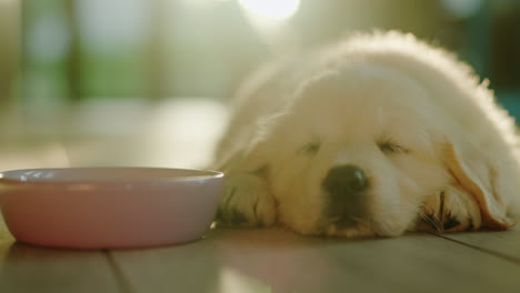 Happy-little-golden-retriever-puppy-is-napping-near-a-bowl.