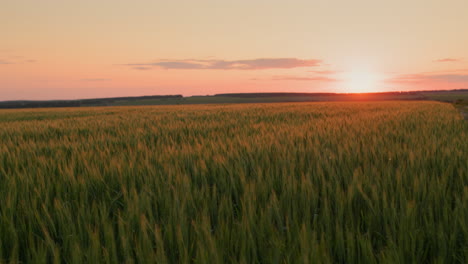 Malerische-Sonnenuntergangslandschaft-über-Weizenfeld