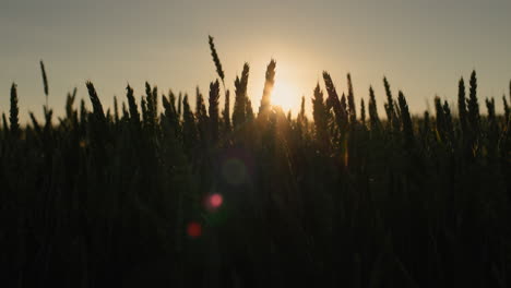 The-sun-shines-through-the-ears-of-wheat-on-the-field
