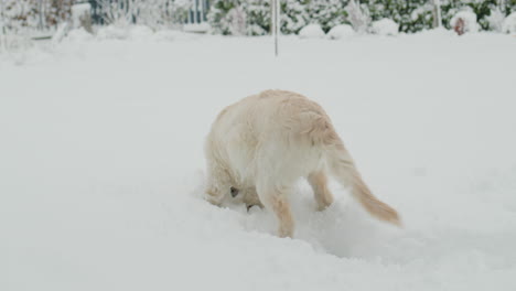 Golden-retriever-puppy-saw-snow-for-the-first-time,-having-fun-in-the-backyard-of-the-house,-immersing-his-face-in-the-snow