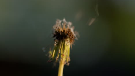 Dandelion-head-flashes-and-burns-in-a-fire.-Slow-motion-video