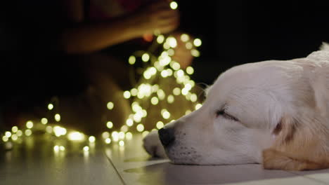 Side-view-of-a-sleeping-dog,-in-the-background-the-owner-is-preparing-garlands-to-decorate-the-house-and-the-fireplace-is-burning.-Christmas-and-New-Year's-Eve