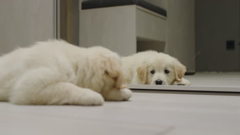 Cute-fluffy-puppy-lies-on-the-floor,-looks-at-his-reflection-in-the-mirror