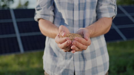 Man-holds-a-handful-of-wheat-in-his-hands.-The-panels-of-the-solar-power-plant-are-visible-in-the-background.-Organic-farming-concept