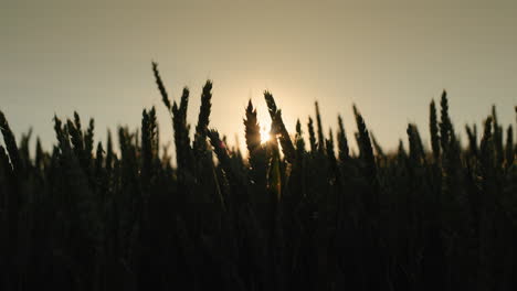 Ähren-Reifenden-Weizens-In-Den-Strahlen-Der-Untergehenden-Sonne