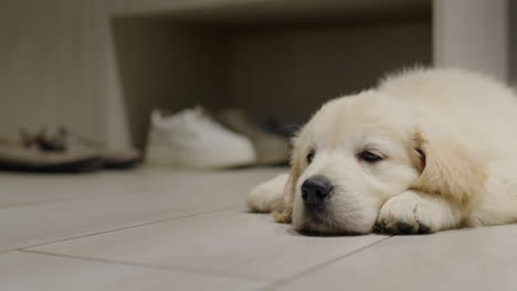 A-puppy-of-a-golden-retriever-lies-in-the-corridor-against-the-background-of-shoes.-Waiting-for-its-owner