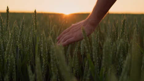 Farmer's-hand-stroking-ears-of-wheat-at-sunset