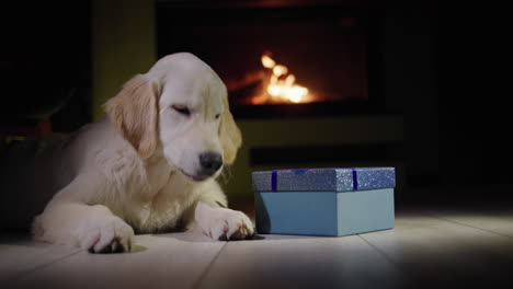 A-golden-retriever-puppy-lies-near-a-Christmas-present-in-front-of-a-burning-fireplace.