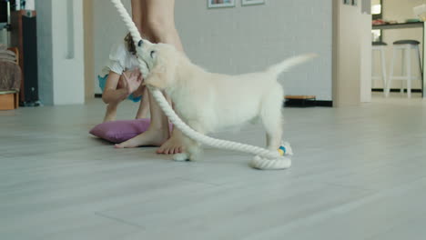 Children-play-with-a-puppy-in-the-living-room.-Only-legs-and-a-puppy-are-visible-in-the-frame,-which-is-trying-to-catch-the-rope.