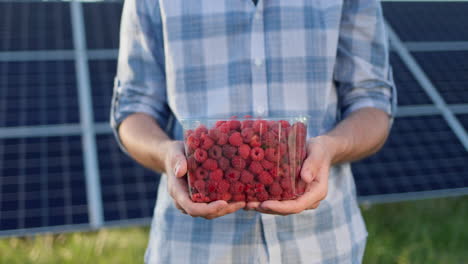 A-farmer-holds-a-plastic-container-with-fresh-raspberries.-The-panels-of-the-solar-power-plant-can-be-seen-in-the-background