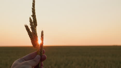 Spikelets-of-wheat-in-the-sun.-The-farmer-holds-several-mature-spikelets-in-his-hand,-first-person-view