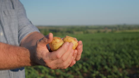 Der-Bauer-Hält-Mehrere-Junge-Kartoffeln-In-Der-Hand-Und-Steht-Auf-Einem-Feld,-Auf-Dem-Die-Kartoffeln-Gerade-Ausgegraben-Wurden